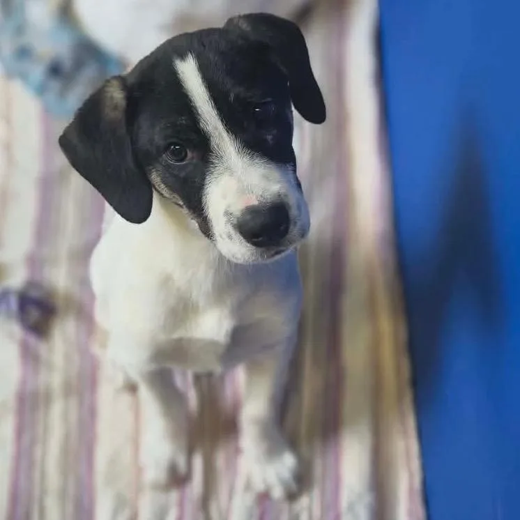 A baby small-sized male White / Cream English Coonhound dog named Blackjack for adoption in Newport, TN
