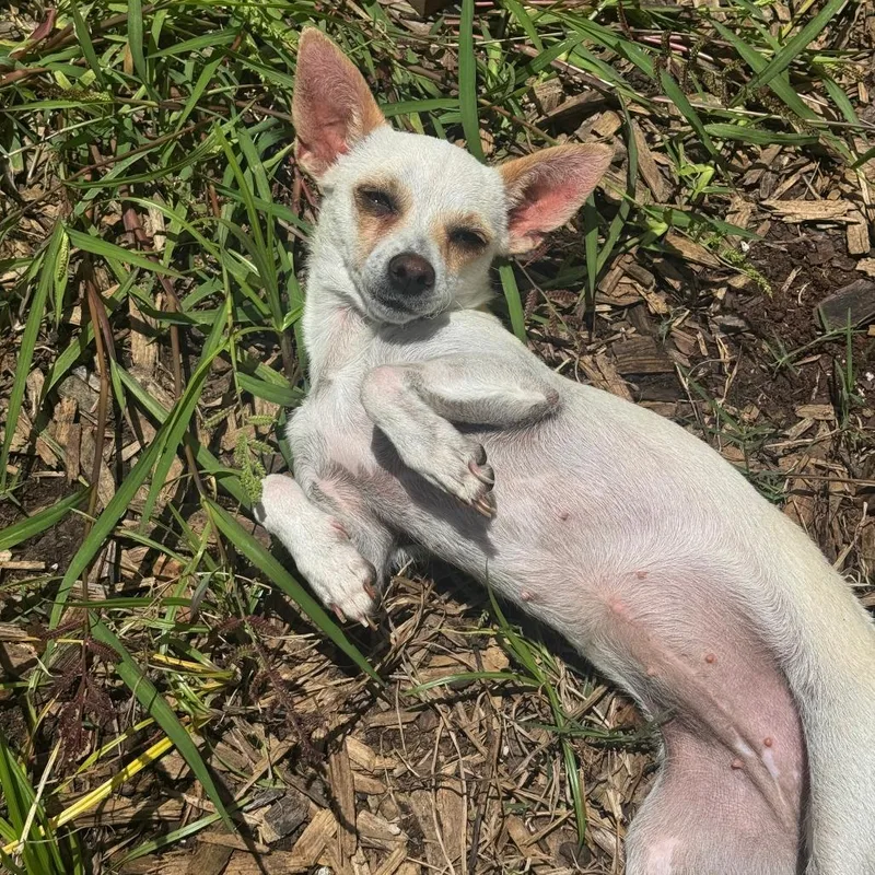 An adult small-sized female Brown / Chocolate Chihuahua dog named Fifa for adoption in Houston, TX