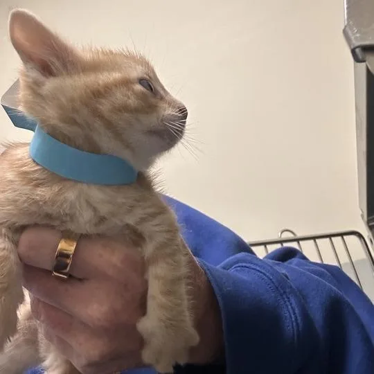 A baby small-sized male Orange / Red Domestic Short Hair cat named Abraham for adoption in Wilmington, DE