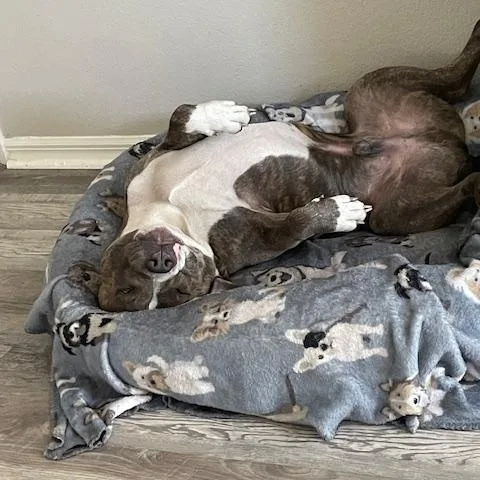 An adult large-sized male Gray / Blue / Silver American Bully dog named Boocakes for adoption in Maitland, FL