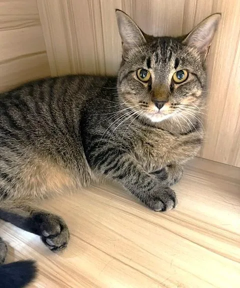 An adult medium-sized male Tabby (Brown / Chocolate) Domestic Short Hair cat named Prince for adoption in Medina, OH