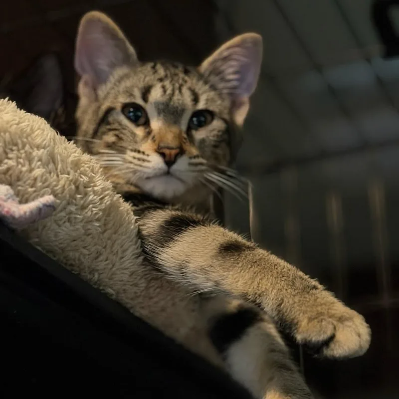 A baby small-sized male Domestic Short Hair cat named Binx for adoption in Allyn, WA