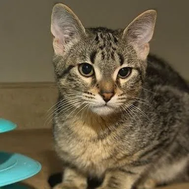 Binx thumbnail 3