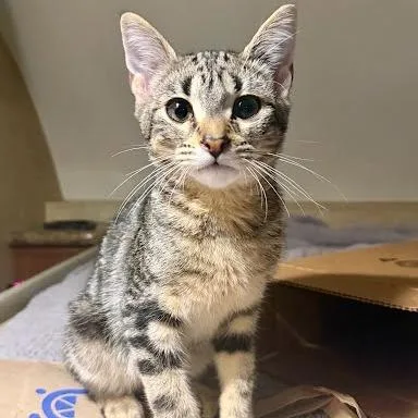 Binx thumbnail 4