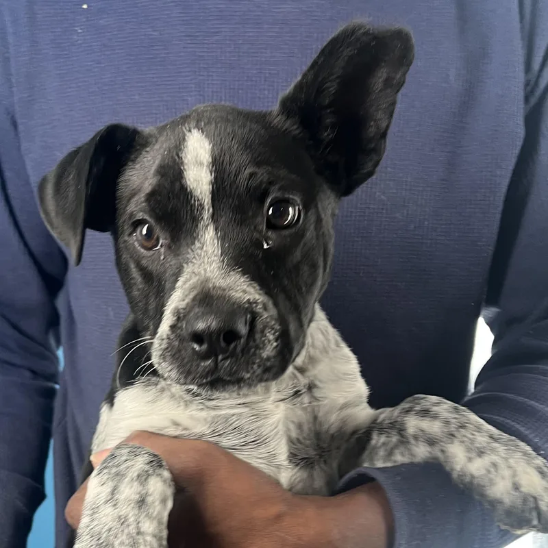 Himo  Local April thumbnail 2