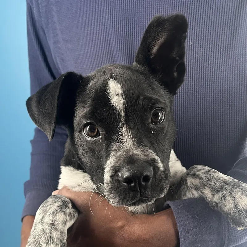 Himo  Local April thumbnail 4