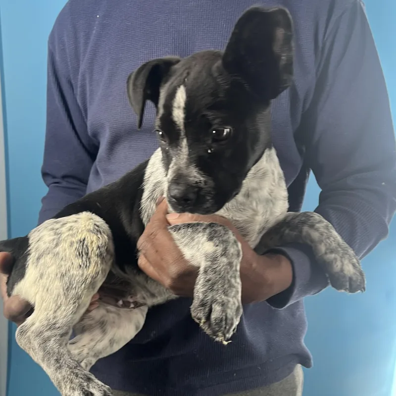 Himo  Local April thumbnail 5