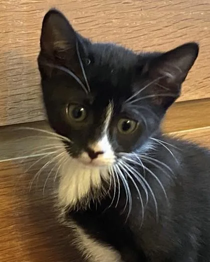 A young small-sized female Domestic Short Hair cat named Toffee for adoption in Quakertown, PA