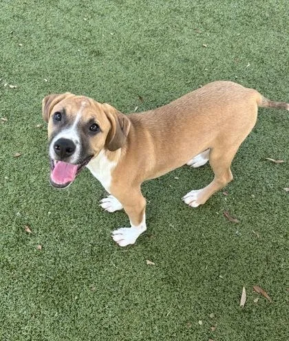 A young medium-sized female Labrador Retriever dog named Remedy for adoption in Daphne, AL