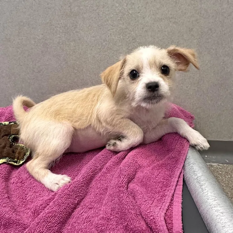 A baby small-sized female Mixed Breed dog named Sadie for adoption in Hailey, ID