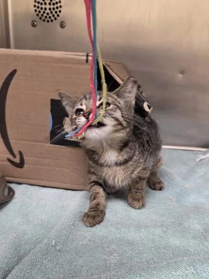 A baby small-sized female Domestic Short Hair cat named Pear for adoption in Westland, MI