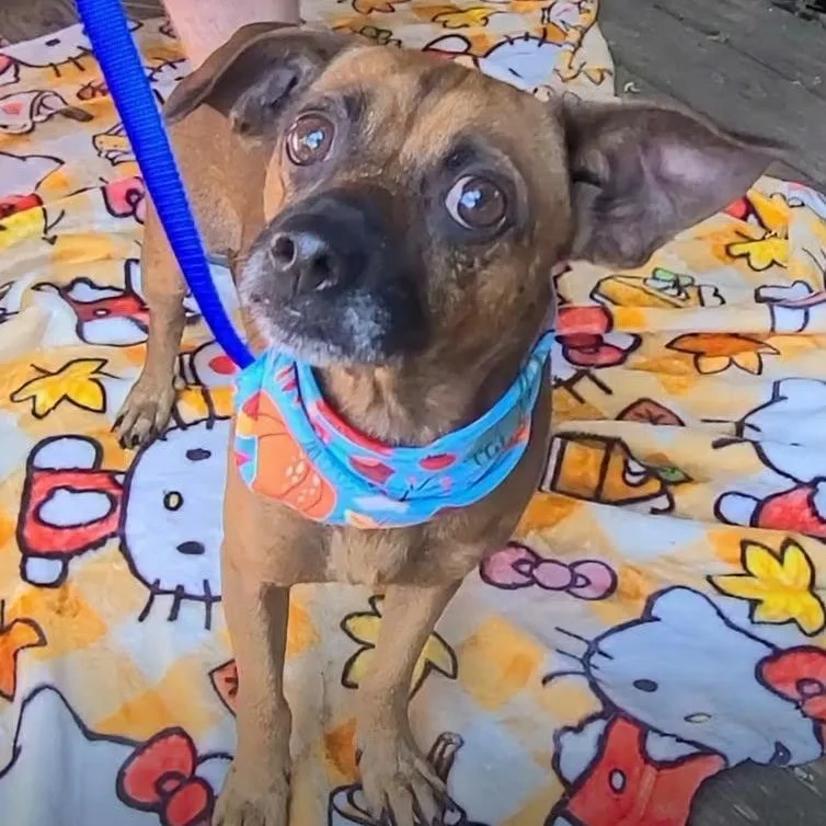 An adult small-sized male Chihuahua dog named Rhettly for adoption in Woolwich, ME