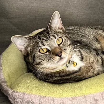 A young small-sized male Brown / Chocolate Domestic Short Hair cat named Stitch Hudson for adoption in Merrifield, VA