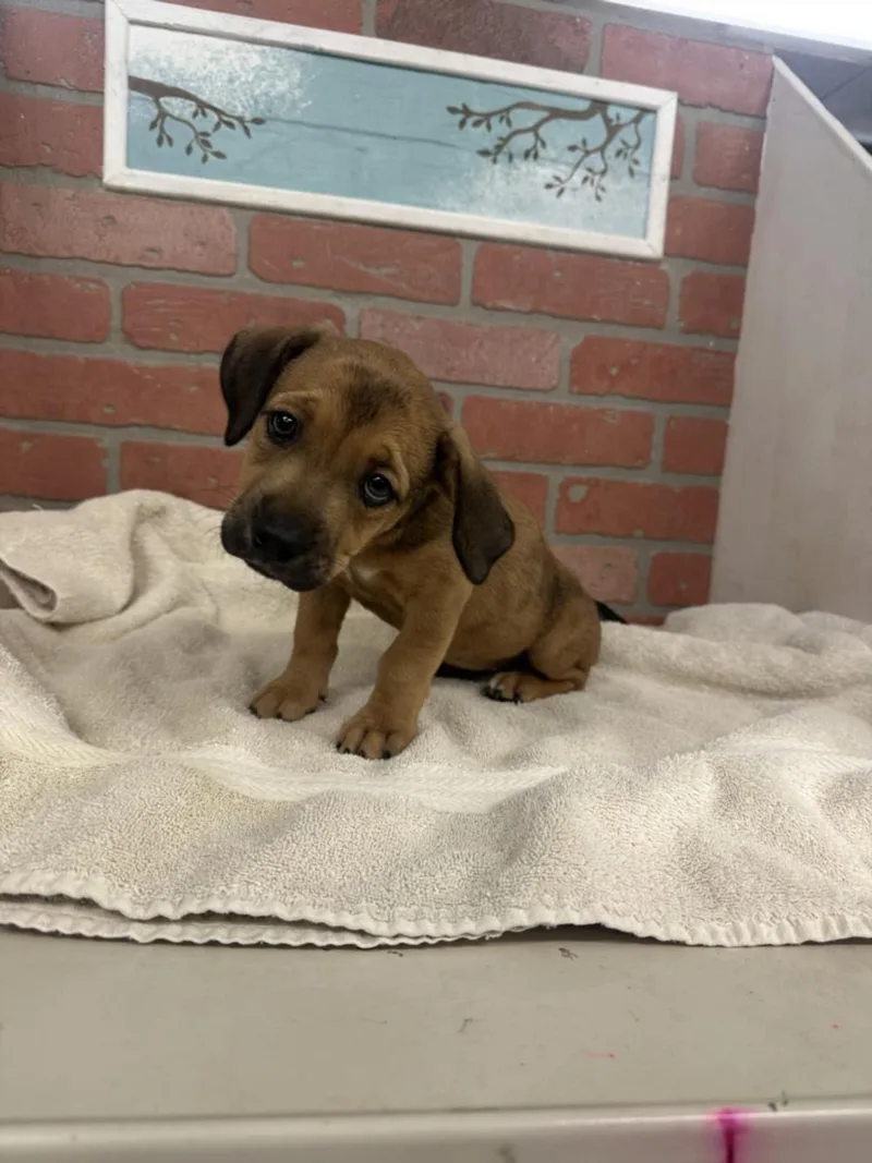 A baby small-sized female Staffordshire Bull Terrier dog named Cosa for adoption in Houston, TX