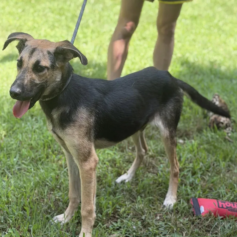 A young medium-sized male German Shepherd Dog dog named Carter for adoption in Locust Fork, AL