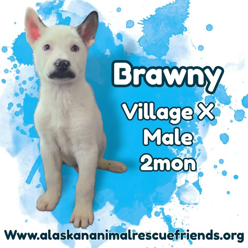 A baby medium-sized male Husky dog named Brawny for adoption in Anchorage, AK