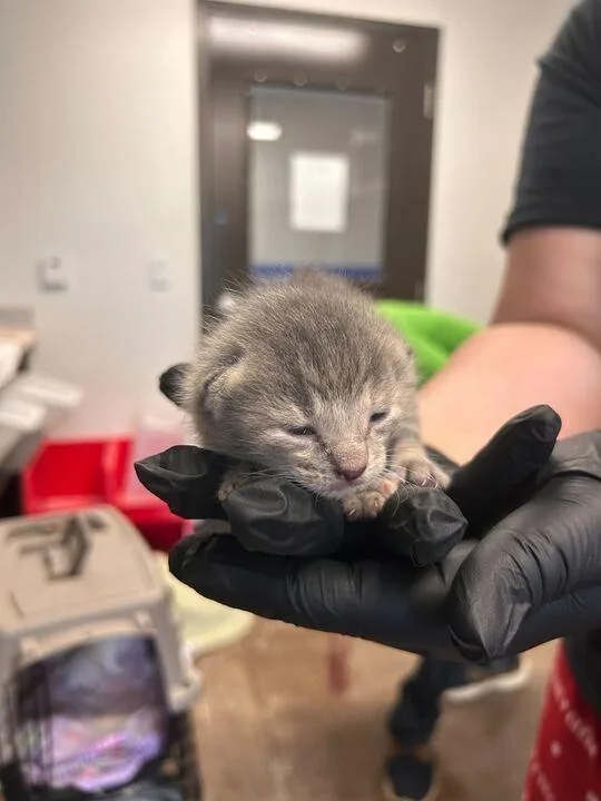 A baby medium-sized female Domestic Short Hair cat named Louis for adoption in Minot, ND