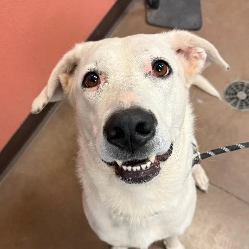 An adult large-sized female White / Cream Labrador Retriever dog named Meg for adoption in Flagstaff, AZ
