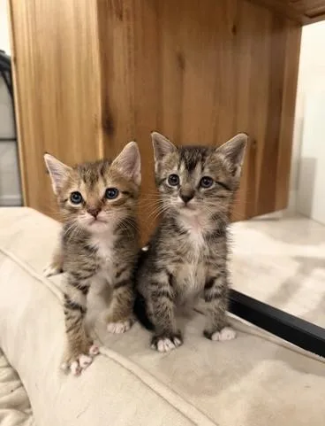 A baby small-sized female Tabby (Brown / Chocolate) Domestic Short Hair cat named Taylor & Sam Bonded for adoption in Boca Raton, FL