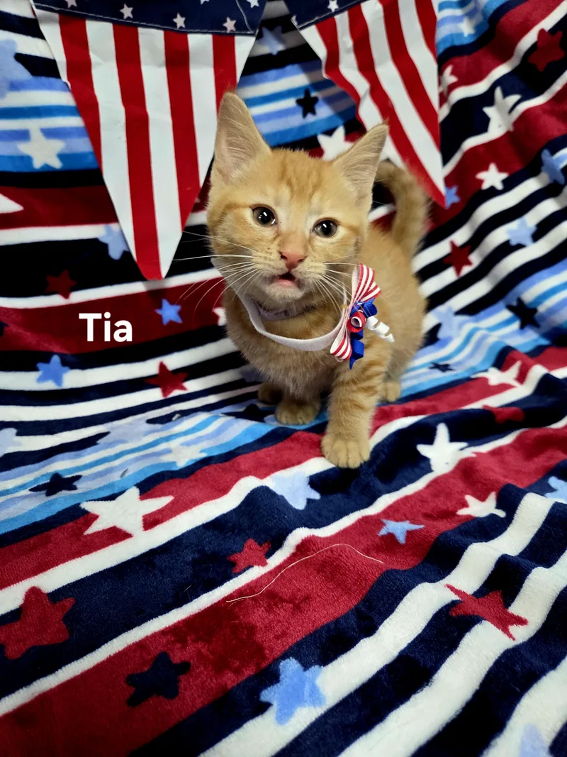 A baby medium-sized female Orange & White Domestic Short Hair cat named Tia for adoption in Delray, WV