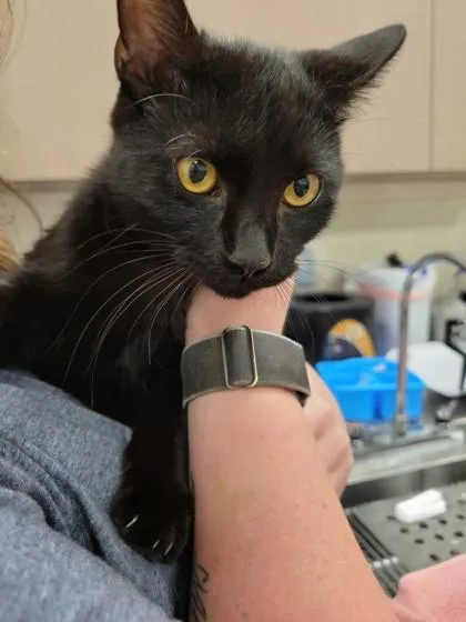 A young medium-sized female Domestic Short Hair cat named Raksha for adoption in Fishers, IN