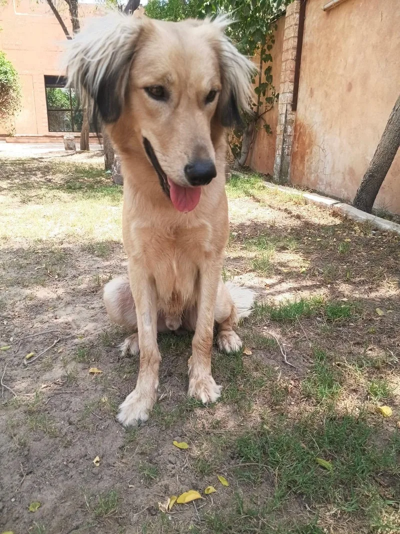 A young medium-sized male Saluki dog named Rain for adoption in Palos Heights, IL