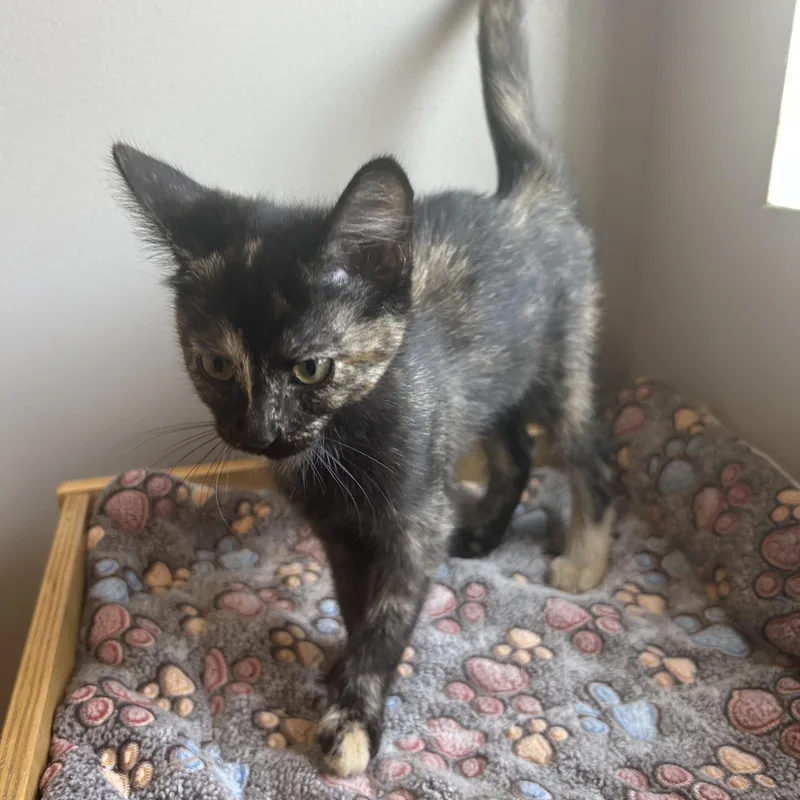 A baby medium-sized female American Shorthair cat named Trixie for adoption in Seward, NE
