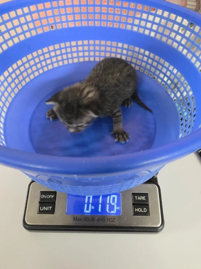 A baby medium-sized female Domestic Short Hair cat named Pythia for adoption in Rockport, TX