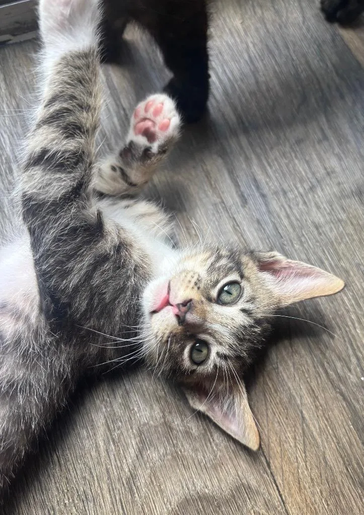 A baby medium-sized female Domestic Short Hair cat named Claudette for adoption in San Antonio, TX