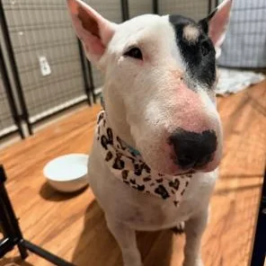 An adult medium-sized female Bull Terrier dog named Rosie for adoption in Lodi, CA