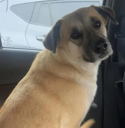 An adult large-sized female Brown / Chocolate Mixed Breed dog named Gyro for adoption in El Paso, TX
