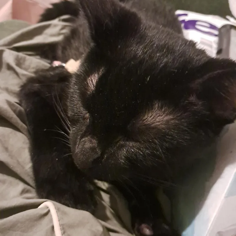 A baby small-sized male Black Domestic Short Hair cat named Razorblade aka Bug for adoption in PITTSBURGH, PA