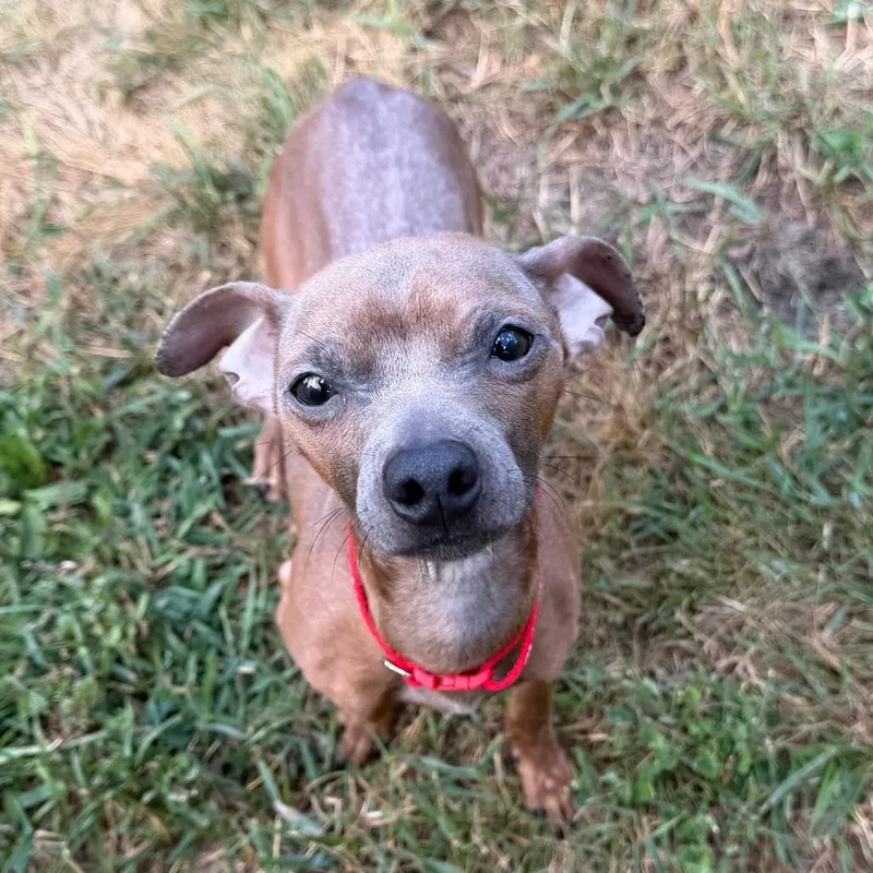 An adult small-sized male Yellow / Tan / Blond / Fawn Chihuahua dog named Donte for adoption in Wadena, MN