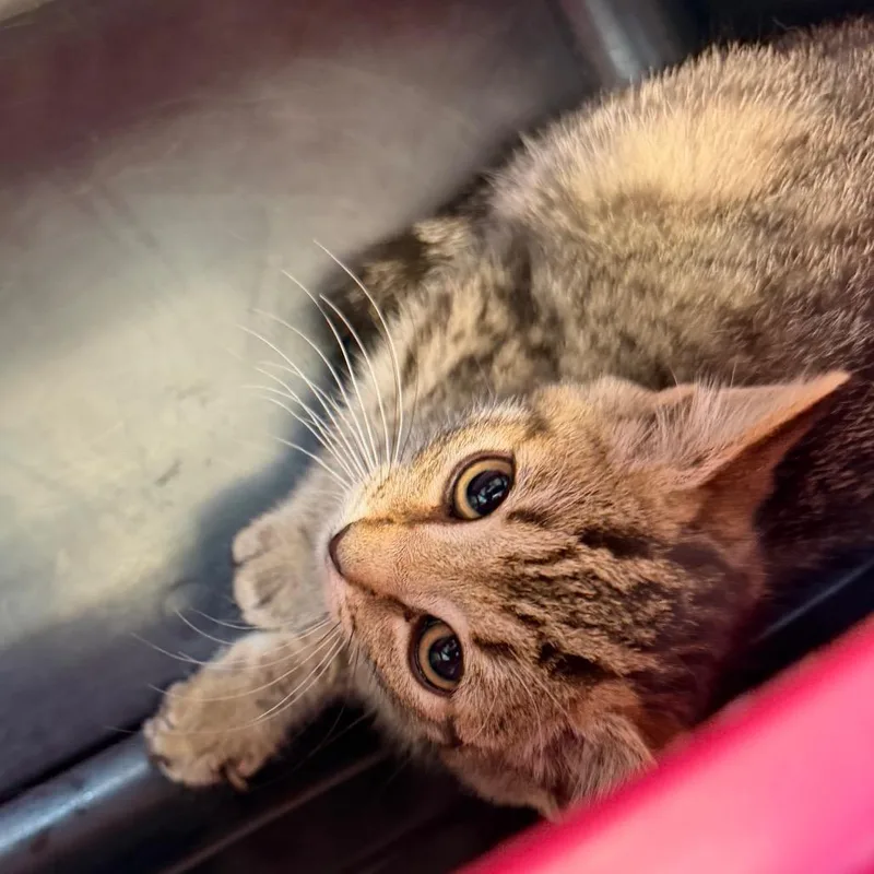 A baby small-sized female Brown / Chocolate Domestic Short Hair cat named Grape for adoption in East Smithfield , PA