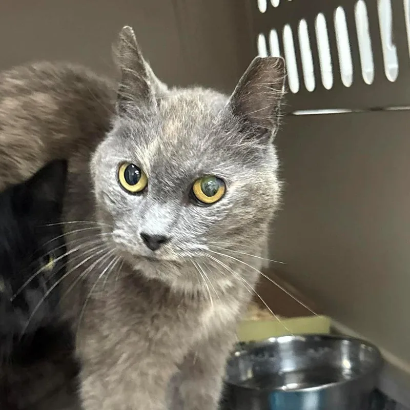 A senior small-sized female Tortoiseshell Domestic Short Hair cat named SVASStray for adoption in Lyndhurst, VA