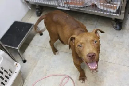 A young medium-sized male Terrier dog named Rusty for adoption in Picayune, MS