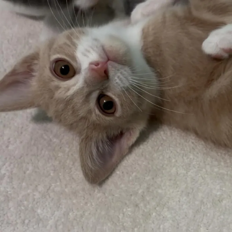 A baby small-sized male Orange / Red Domestic Short Hair cat named Dusty for adoption in La Grange, KY