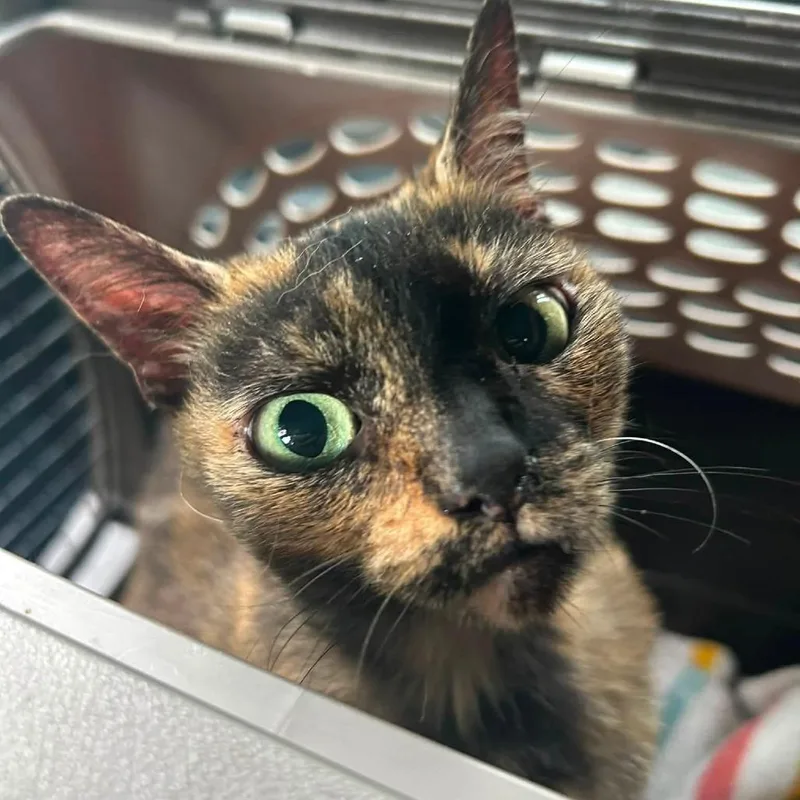 A senior small-sized female Tortoiseshell Domestic Short Hair cat named Kiki for adoption in Sarasota, FL