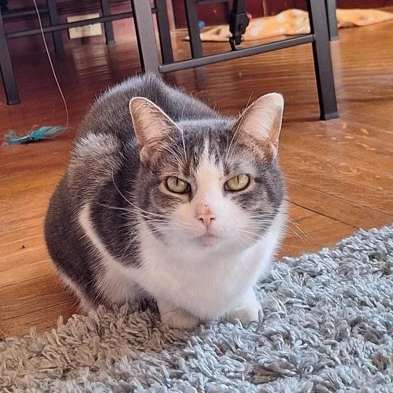 A senior large-sized female Gray / Blue / Silver Domestic Short Hair cat named Mittens for adoption in Attica, NY