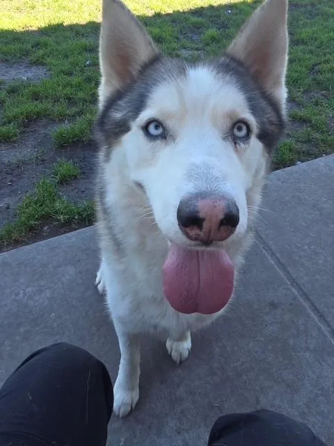 An adult large-sized male Siberian Husky dog named Thunder for adoption in Manteca, CA
