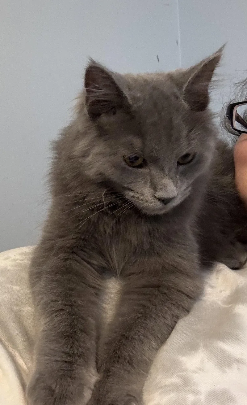 A baby medium-sized male Domestic Medium Hair cat named Beau for adoption in Forest, VA