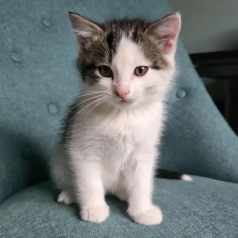 A baby small-sized female White Domestic Medium Hair cat named Yoshi C for adoption in Princeton, MN