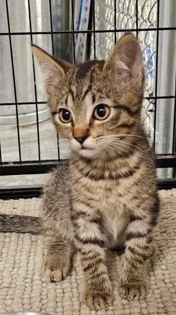 Tigger