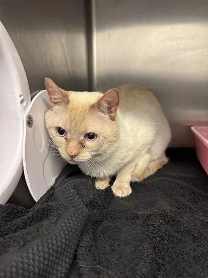 An adult medium-sized male Domestic Short Hair cat named Cherub Working Cat for adoption in Seattle, WA