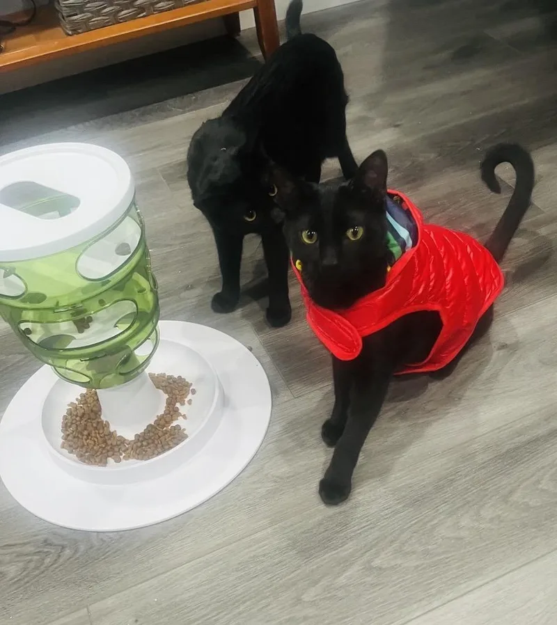 A young medium-sized male Domestic Short Hair cat named Chickpea and Rueben for adoption in Farmington, MN
