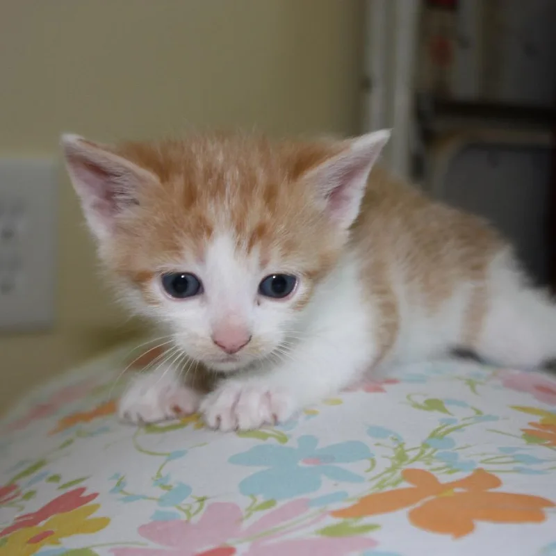 A baby small-sized male White Domestic Short Hair cat named Princess Bride Litter Fezzik for adoption in Washington, DC