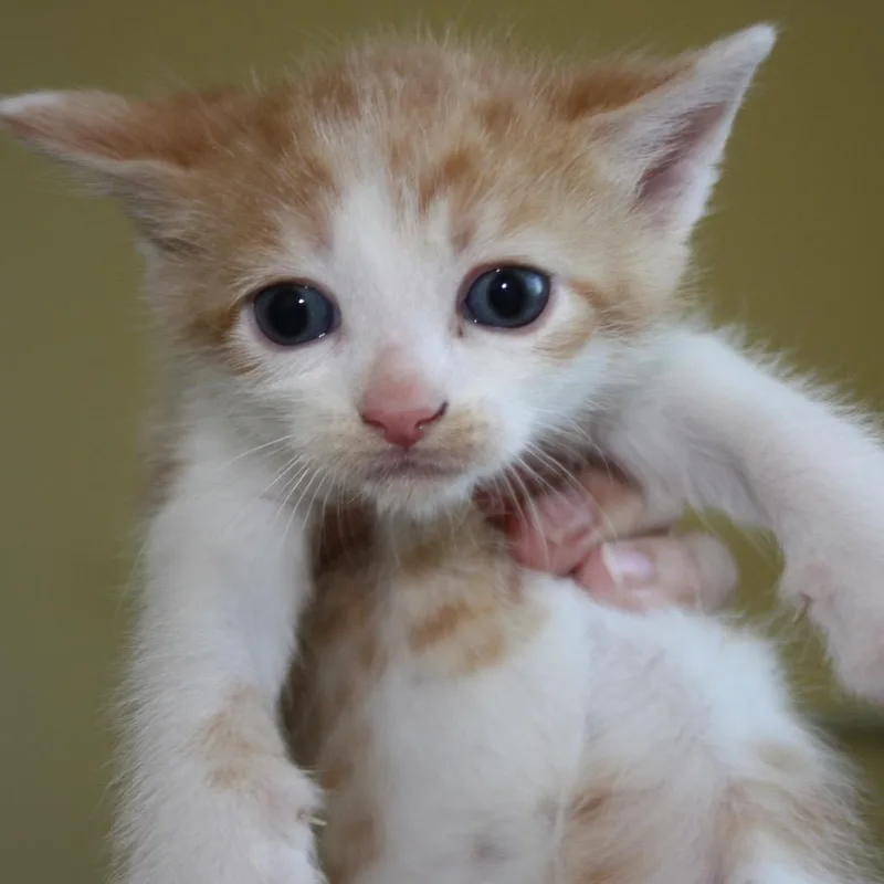 Princess Bride Litter Fezzik thumbnail 3