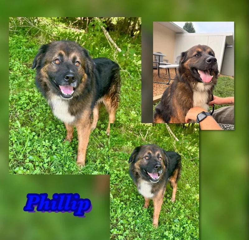 A young large-sized male Australian Shepherd dog named Phillip for adoption in Blountville, TN