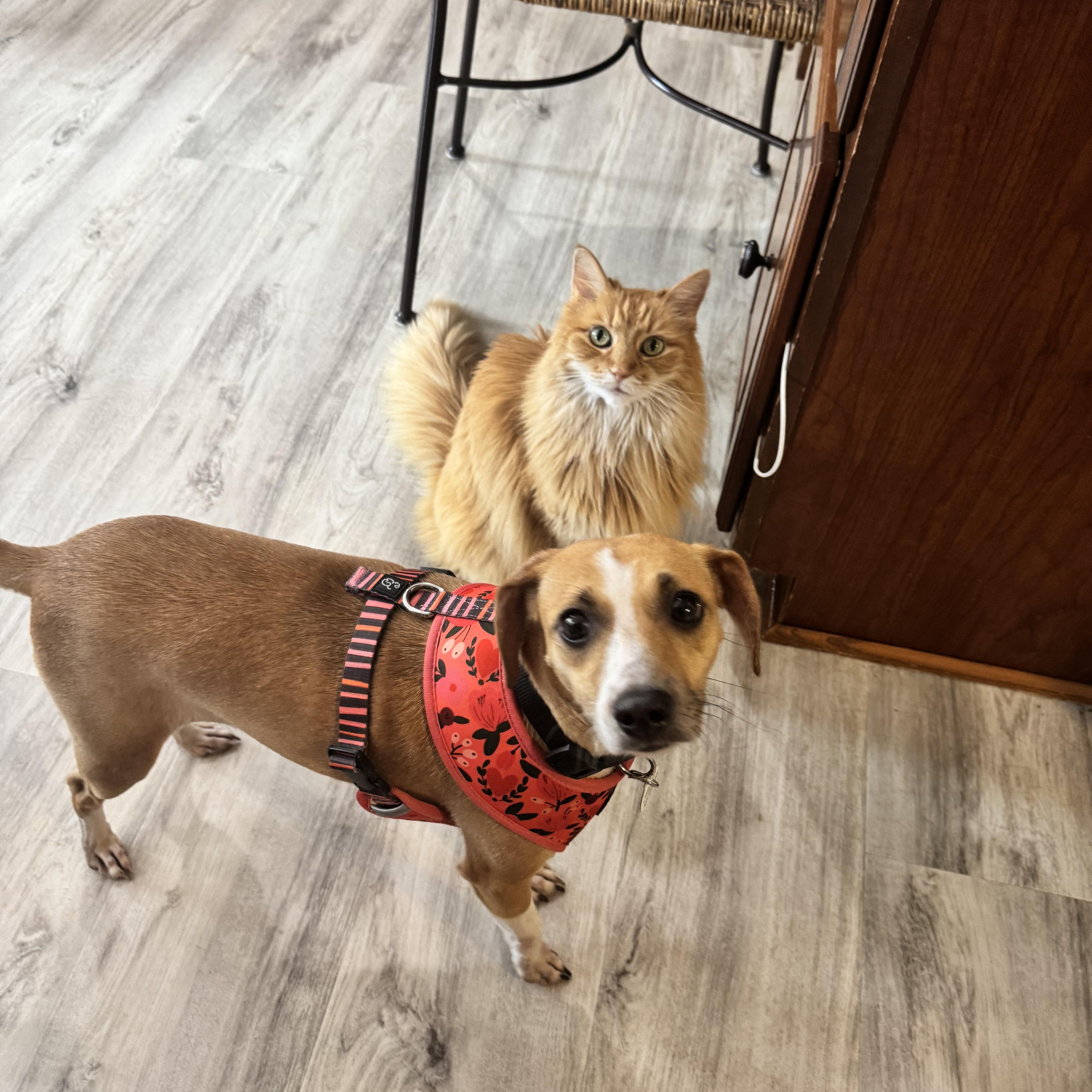 A young small-sized female Terrier dog named Marilyn for adoption in Gainesville, VA