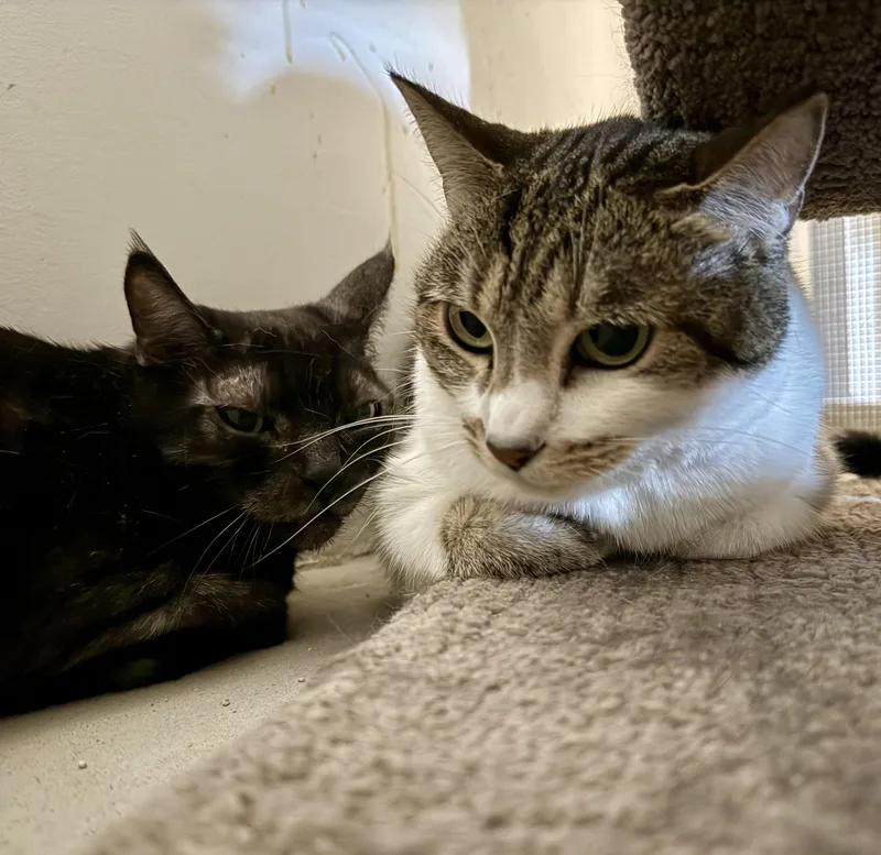 A senior large-sized female Tabby (Buff / Tan / Fawn) Domestic Short Hair cat named Nikki for adoption in Marana, AZ